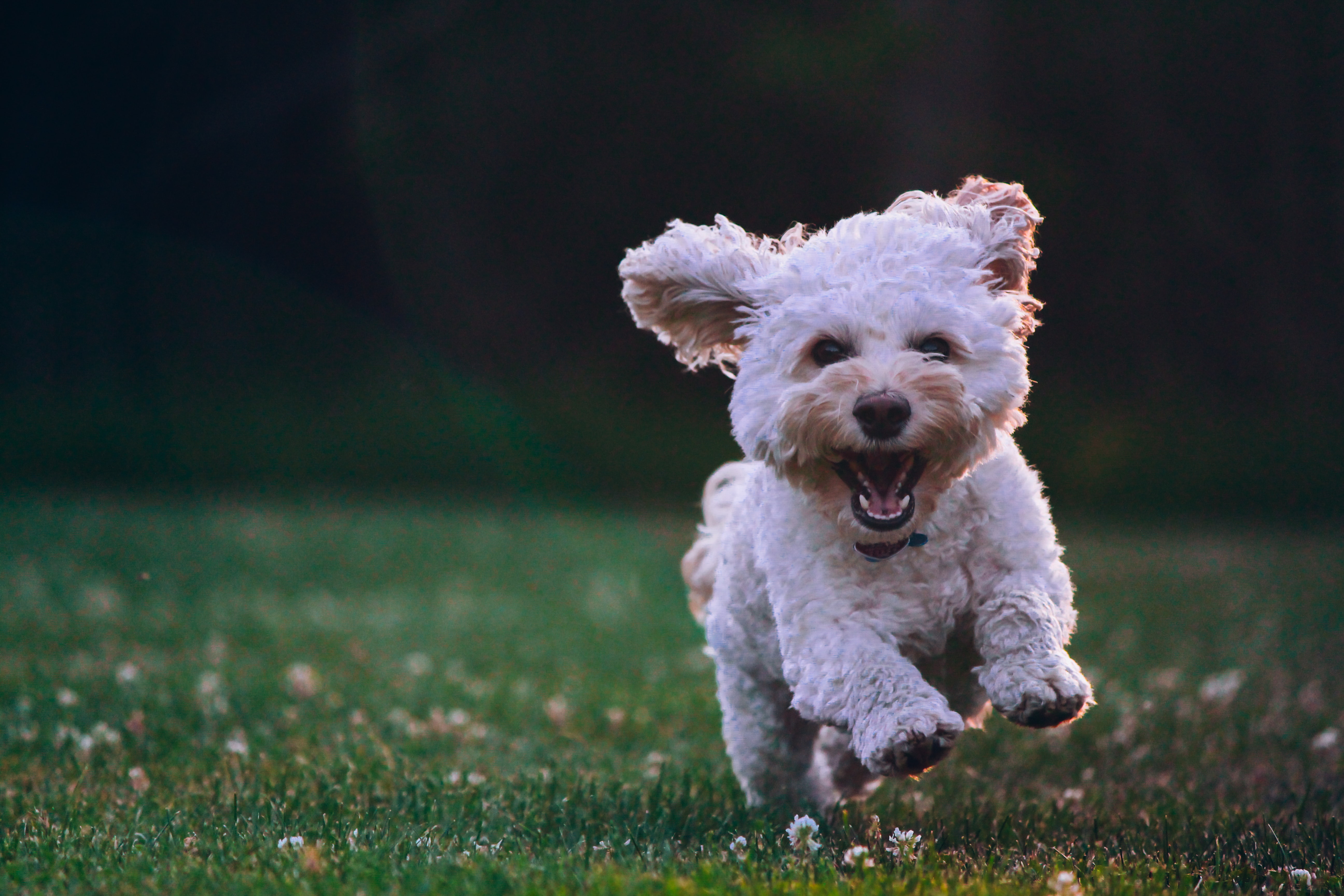 A dog running in a field