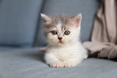 Cat Products