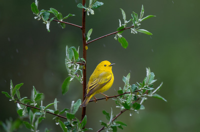 Bird Products