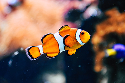 Fish Product