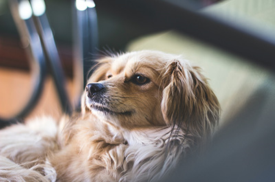 Dog Products
